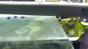 Аквариумное растение лимонник