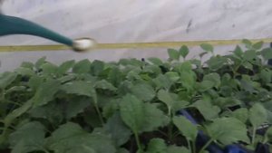 Подкормка астры (и других растений) перед цветением и в пасмурную погоду