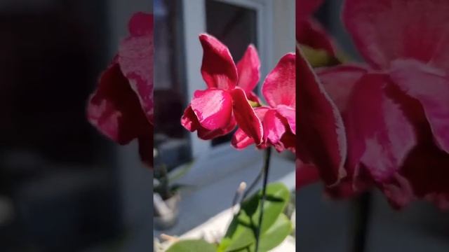 Винный пелорик P. Sarasto, MONTREUX или Bordeaux. #orchids #phalenopsis #shorts #peloric #орхидея
