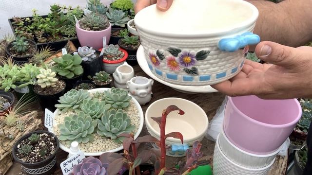 Trasplántemos el Cotyledon tomentosa Variegated y otras cosas más смотреть онлайн