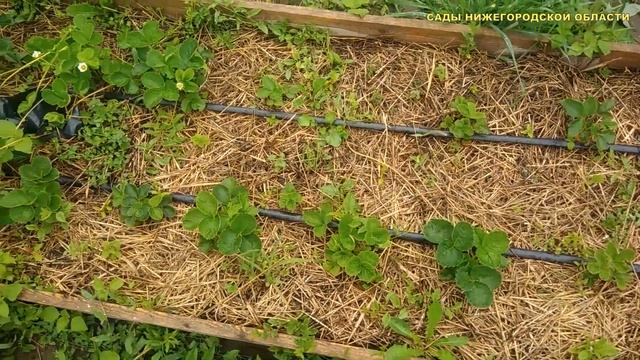 Уход за клубникой.Мульчирование клубники смотреть онлайн