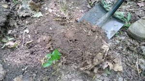 МОНЕТА-БОМБА.ВЕСЬ КОП ОНЛАЙН С ХР DEUS