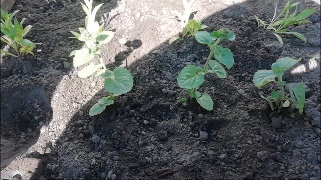 73#. ОФОРМЛЕНИЕ КЛУМБЫ ИЗ ОДНОЛЕТНИХ ЦВЕТОВ.