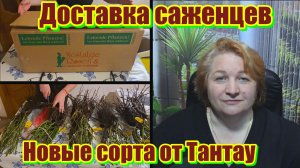 Распаковка от Тантау. 5 новых сортов.