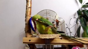 Ожереловый попугай и зеркало.