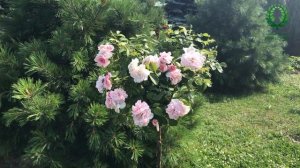 Штамбовые розы в моём саду. Роза Боника. Жёлтый пион BARTZELLA