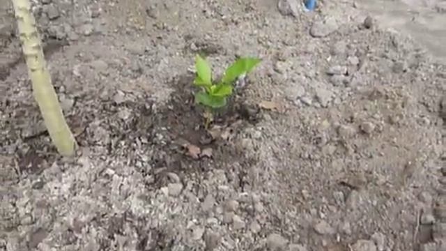 Папайя в открытом грунте - эксперимент что с этого получится. смотреть онлайн