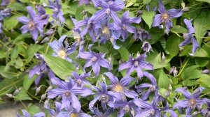 Clématite SAPHYRA® Indigo 'cleminov 51'  by clematite.net - Spécialiste des plantes de jardin