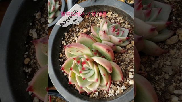 #천태천송철화 #덴섬 #르노어딘금 #알스토니 #레드벨벳 смотреть онлайн