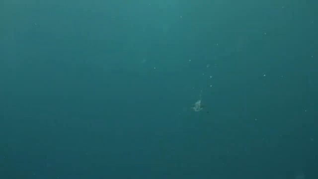 Без чайки над морем — не будет моря! Что Вы знаете о чайках? смотреть онлайн