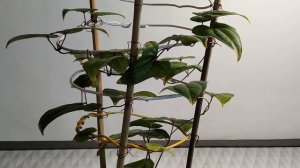 Батат который не батат. Выращивание ямса в Сибири. Часть 1. Проба выращивания