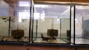 ОБЗОР всех аквариумов на разводне аквариумных рыбок