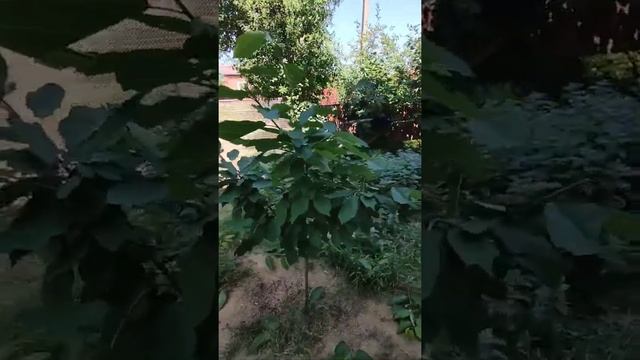 Часть 2 летняя обрезка черешни для чайника #Часть2летняяобрезкачерешнидлячайника смотреть онлайн