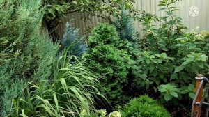 гортензия граффити, мохито, Литл Фрайз и фрайз мельба