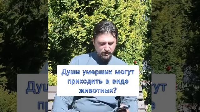 Души умерших могут приходить в виде животных?