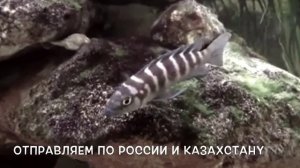 Neolamprologus CYLINDRICUS  Лампрологус цилиндрикус аквариумные рыбки