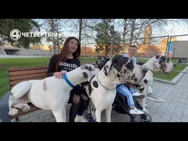 Они не оставят тебя равнодушными. Самые красивые собаки Екатеринбурга. Далматинцы