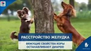 Почему собака грызет деревья?