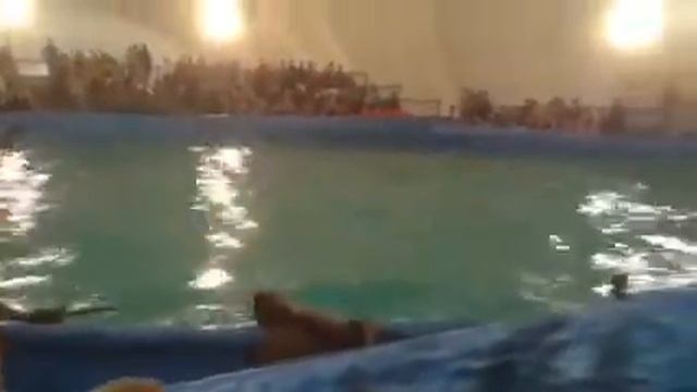 Московский дельфинарий в Казани смотреть онлайн