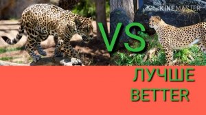 Леопард против гепарда. Leopard against cheetah. Животные. Батл животных.