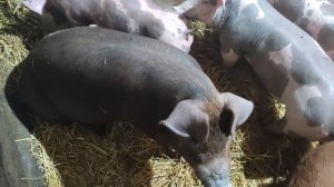 Пьетрены поехали в Россию, Дюрок-магнус в Луганск. Обмен поросятами с Краснодарским Дюрком.