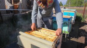 Принципы формирования безрасплодных отводков на плодных маток