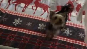 Йорк Фея метит новое покрывало