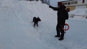 6 серия! Как выматать собаку! Как научить собаку команде РЯДОМ