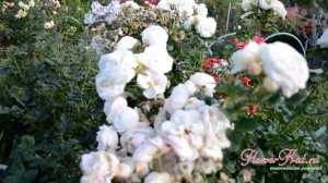 Роза шраб Артемис