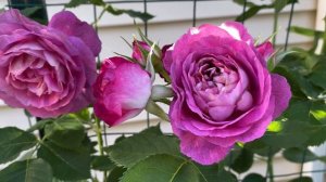 Lavender Crush Climbing Rose 3rd year June 2022