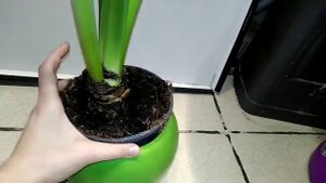 Гиппеаструм. Знакомство с цветком Гиппеаструм !