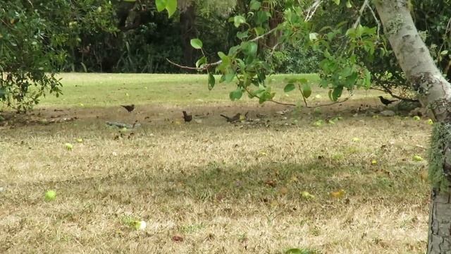 ?ПЛЕНЭР АКВАРЕЛЬЮ В НОВОЙ ЗЕЛАНДИИ: влог уходящего лета смотреть онлайн