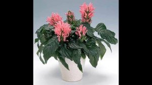 Якобиния: уход в домашних условиях