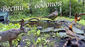 Вести с водопоя.