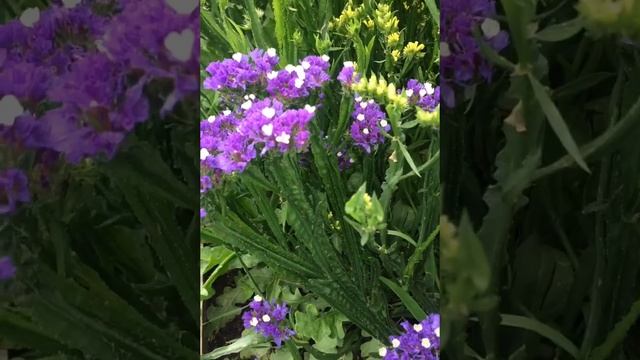 СТАТИЦА -неприхотливый однолетник ОТЗЫВ