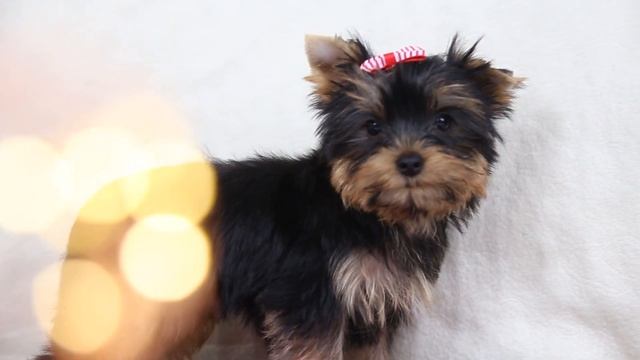 Щенок йорка / подарок сыну / купить щенка / подарок ребенку смотреть онлайн