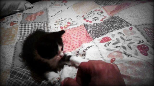 Самый игривый и смешной котенок