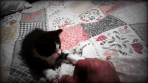 Самый игривый и смешной котенок