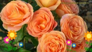 Роза флорибунда Бенгали. Краткий обзор, описание характеристик, где купить саженцы Bengali