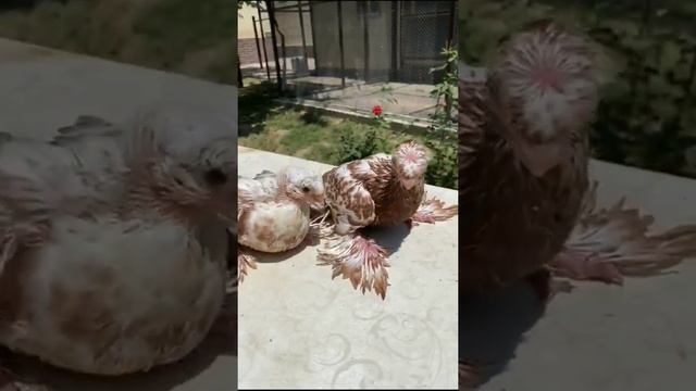 Красавчики 24 часа с дорогими голубями. Двухчубые голуби. Tauben. Pigeons. Palomas. Pombos. 비둘기. смотреть онлайн