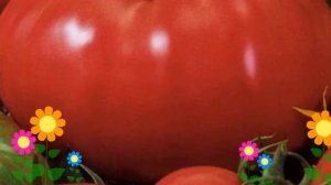 Томат обыкновенный Розовый слон. Краткий обзор, описание характеристик, где купить саженцы, семена