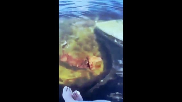 Смешные коты и собаки