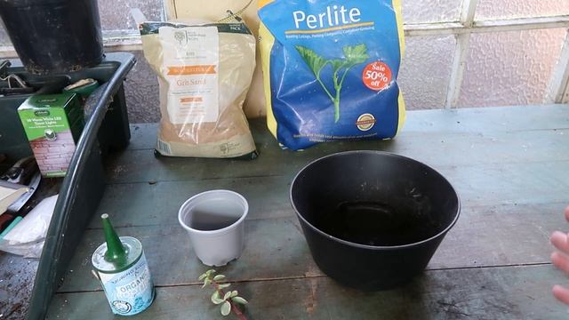 Portulacaria Afra Care & Bonsai Propagation~ Dwarf Jade ~Elephant Bush ~ Project No.1 смотреть онлайн