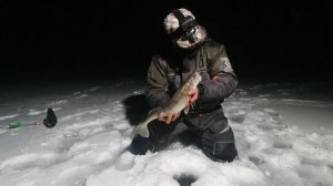 Судак взбесился в предновогоднюю ночь! Ночная рыбалка на ЯУЗСКОМ  ВДХР.! Жерлица на судака!