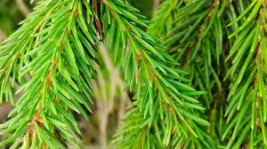 Авторская баянная музыка. По ту сторону леса.