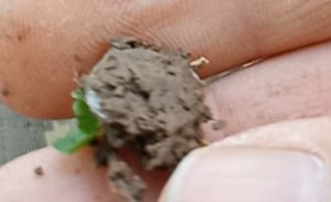 Коп с серебришком всегда в радость