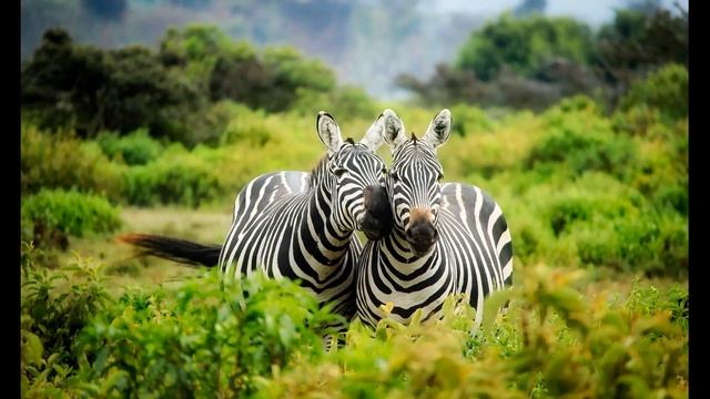 Музыка для отдыха. Фоновая музыка! смотреть онлайн