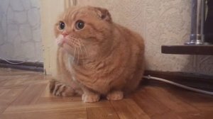 Кот, который боится грозы. Скоттиш фолд Ральфа кот