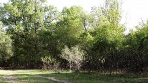 Веерный попугай Голоса птиц как поют попугаи