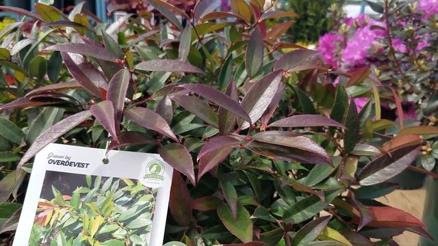 Leucothoe axillaris 'Rejoyce' // All YEAR ROUND COLOR смотреть онлайн